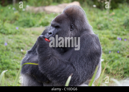 Jock, un maschio di pianura occidentale Gorilla prese a Bristol Zoo Foto Stock