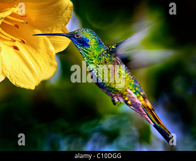 Ronzio uccello passando sulla grande fiore giallo Foto Stock