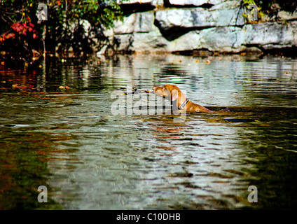 Cane nuoto nel lago HOLDING bastone di legno in bocca Foto Stock