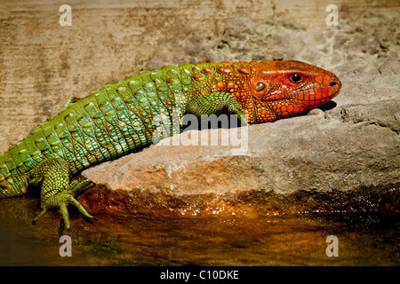 IGUANA colorati appoggiati sulla roccia accanto all'acqua Foto Stock