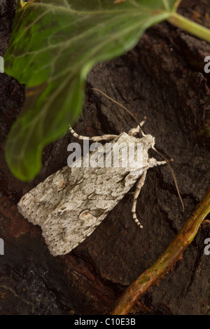 Spalla grigio-nodo (Lithophane ornitopus) moth Foto Stock