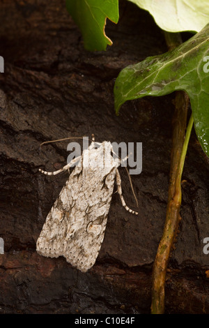 Spalla grigio-nodo (Lithophane ornitopus) moth Foto Stock