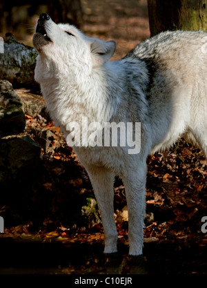 Lupo Bianco IN ACQUA Foto Stock