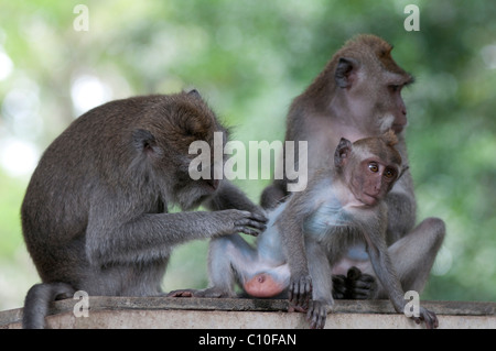 Design Balinese di lunga coda Macaque Foto Stock