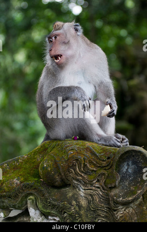 Design Balinese di lunga coda Macaque Foto Stock