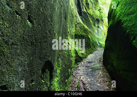 Canyon di muschio in Alabama Foto Stock