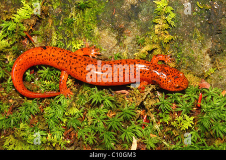 Salamandra rossa (Pseudotriton ruber) Foto Stock