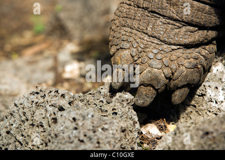 Close-up del piede della tartaruga gigante (prigioniero) - Charles Darwin Research Station - Isola di Santa Cruz, Isole Galapagos, Ecuador Foto Stock