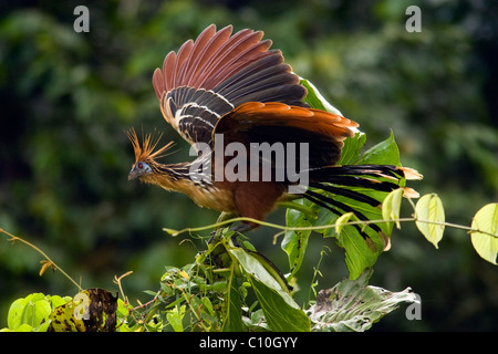 Hoatzin - La Selva Jungle Lodge - regione amazzonica, Ecuador Foto Stock