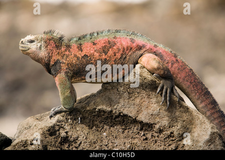 Galapagos iguane marine - Santa Maria (Floreana o Charles) Isola - Isole Galapagos, Ecuador Foto Stock