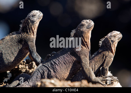 Iguane Marine - Tintoreras Islote - nei pressi di Isabela Island, Isole Galapagos, Ecuador Foto Stock