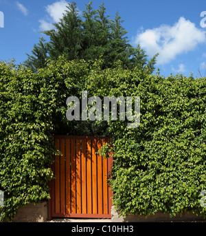 Giallo cancello di legno nelle siepi alte Foto Stock