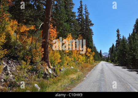 The road to the picturesque woods. Bright orange and red trees adorn the magnificent landscape Foto Stock