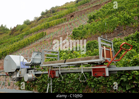 Impilatore in vigna nella valle della Mosella, Renania-Palatinato, Germania, Europa Foto Stock