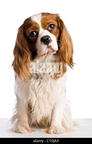 Una seduta Cavalier King Charles Spaniel cane Foto Stock