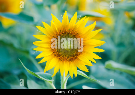 Coltivazione di girasoli nella campagna indiana, Andhra Pradesh, India Foto Stock