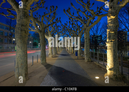 Albero piano (Platanus) avenue, Francoforte Hesse, Germania, Europa Foto Stock