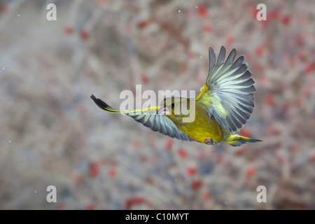 Verdone (Carduelis chloris) in volo, inverno, Turingia, Germania, Europa Foto Stock