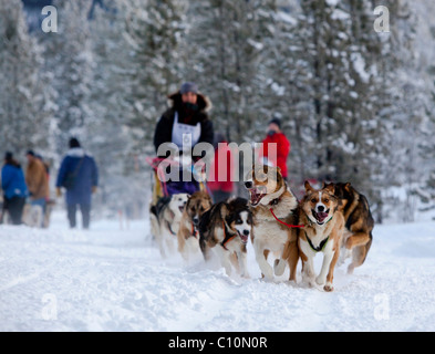 Femmina a lunga distanza musher Michelle Phillips, esecuzione di slitte trainate da cani, Alaskan Huskies, cane team, la collina di carbonio corsa di cani da slitta Foto Stock