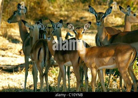 Impala (Aepyceros melampus), Okavango Delta, Botswana, Africa Foto Stock