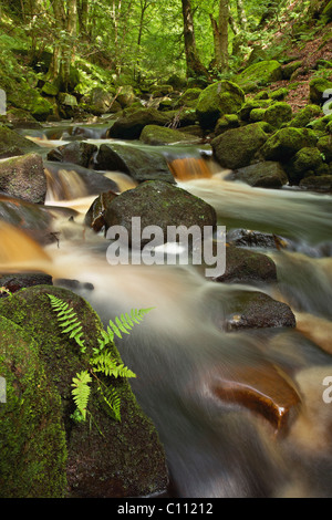 Padley Gorge molla Foto Stock