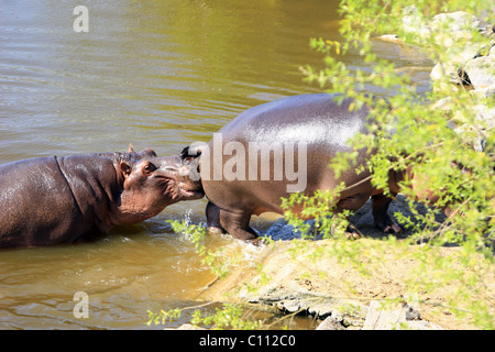 Wallonie, Brugelette, Belgique Foto Stock