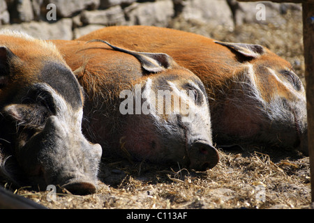 Wallonie, Brugelette, Belgique Foto Stock