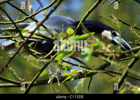 Wallonie, Brugelette, Belgique Foto Stock