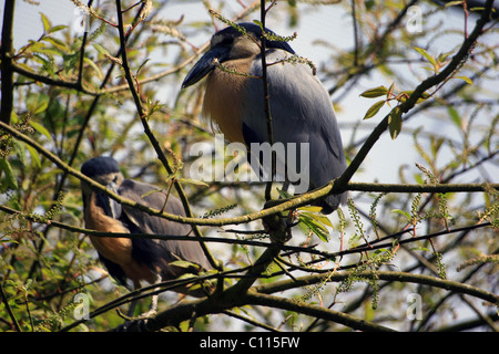 Wallonie, Brugelette, Belgique Foto Stock