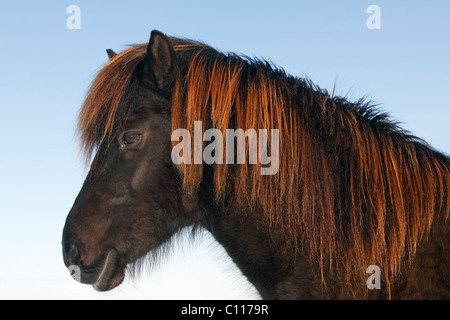 Nero cavallo islandese, Pony islandese (Equus przewalskii f. caballus) ritratto in inverno Foto Stock