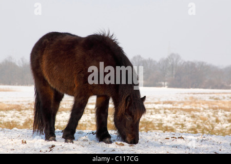 Islandese di cavallo, pony islandese (Equus przewalskii f. caballus) in inverno nella neve Foto Stock