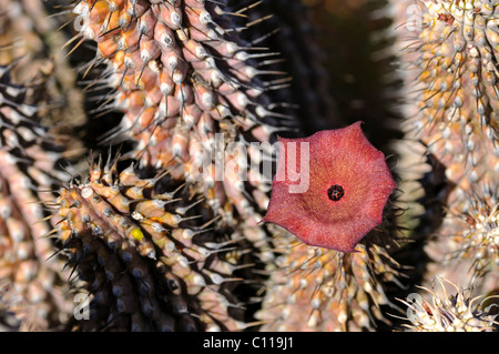 Hoodia gordonii, Richtersveld, Sud Africa Foto Stock