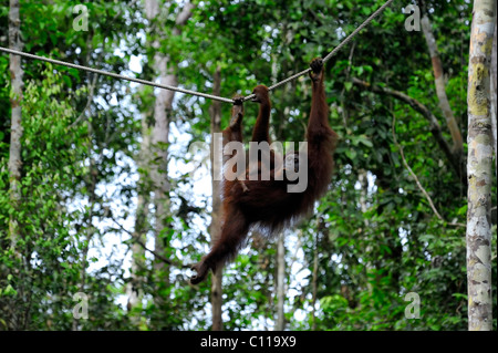 Bornean Orangutan arrampicata su una corda per mangimi nell'Semenggoh Centro di riabilitazione, Kuching, Sarawak, Malesia, Borneo Foto Stock