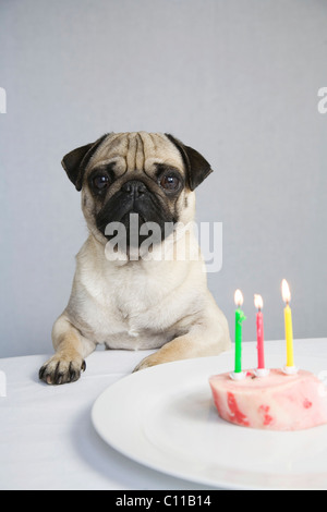 Giovani pug in posa dietro un osso di midollo con tre illuminati candele di compleanno Foto Stock