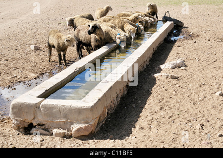 Pecore in un trogolo Altiplano altopiano boliviano, Oruro Dipartimento, Bolivia, Sud America Foto Stock