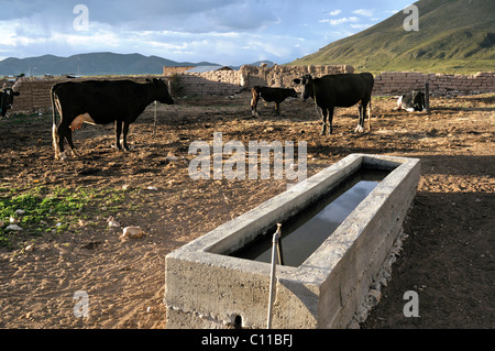 Vacche e trogolo di vacca da latte Allevamento, Altiplano altopiano boliviano, Oruro Dipartimento, Bolivia, Sud America Foto Stock