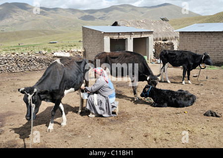 Vacca da latte Allevamento, donna vacca di mungitura, Altiplano altopiano boliviano, Oruro Dipartimento, Bolivia, Sud America Foto Stock