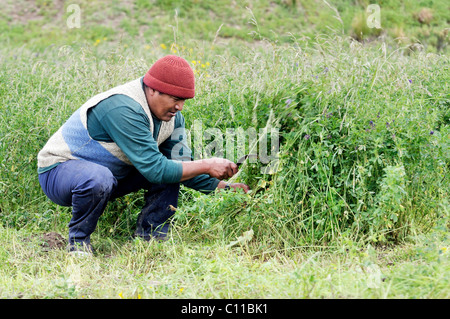 Il raccolto di erba medica (Medicago sativa), il raccolto di foraggio, Altiplano altopiano boliviano, Oruro Dipartimento, Bolivia, Sud America Foto Stock