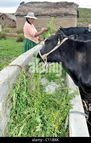 Vacche da latte mangiare erba medica (Medicago sativa) in corrispondenza di una stazione di alimentazione e la donna in abito tradizionale del quechua Foto Stock