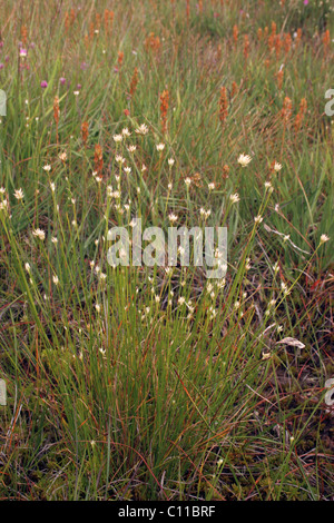 Becco bianco-carici (rhynchospora alba : Cyperaceae) sulla brughiera, UK. Foto Stock