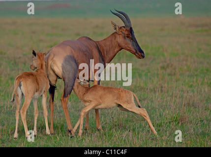 Topi (Damaliscus lunatus topi), madre con i giovani Foto Stock