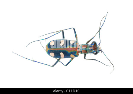 Tiger beetle bug insetto Foto Stock