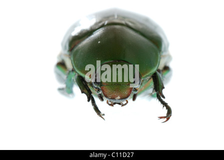 Verde di insetti coleotteri isolato su bianco Foto Stock