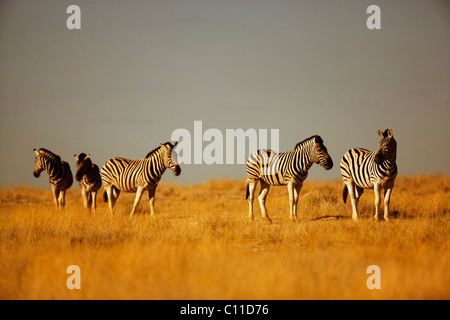 Damara zebre (Equus quagga antiquorum), il Parco Nazionale di Etosha, Namibia, Africa Foto Stock