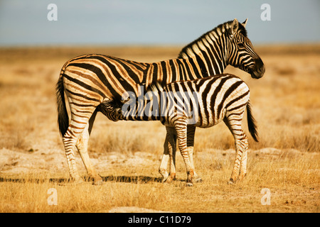 Damara Zebra (Equus quagga antiquorum) lattante puledro, il Parco Nazionale di Etosha, Namibia, Africa Foto Stock