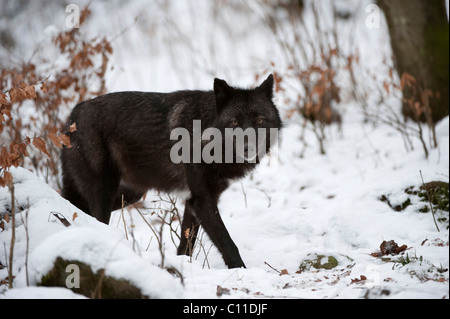 Eastern Lupo (Canis lupus Lycaon) Foto Stock