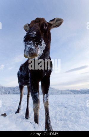 Bull, alci maschio (Alces alces), sceso palchi, Yukon Territory, Canada Foto Stock