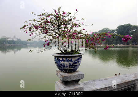 Albero di Bonsai di fronte Ngoc Son Temple, Jade tempio di montagna, lago Hoan Kiem, Hanoi, Vietnam del Nord, Vietnam, sud-est asiatico Foto Stock
