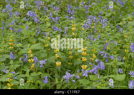 Arcangelo giallo (lamiastrum galeobdolon) tra bluebells, hyacinthoides non scripta nella vecchia hazel ceduo. , West Sussex Regno Unito Foto Stock