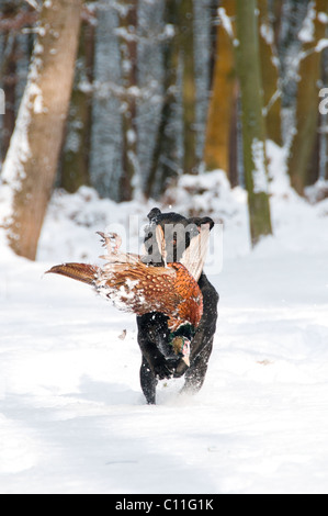 Il Labrador il recupero di un fagiano nella neve Foto Stock